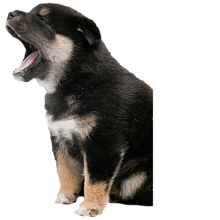 あくびをする子犬